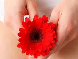 zwei Hände, die eine rote Gerbera halten